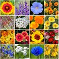 Grow Your Own Vibrant Annual and Perennial Wildflower Garden Mixture, Varieties for Pollinators and Spring Gardens - Dry Places Mix, 5 lbs
