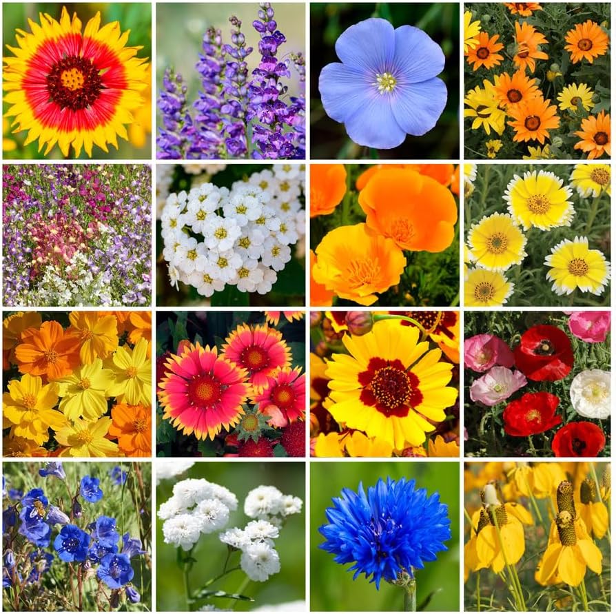 Grow Your Own Vibrant Annual and Perennial Wildflower Garden Mixture, Varieties for Pollinators and Spring Gardens - Dry Places Mix, 5 lbs
